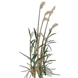 Reed Seedling