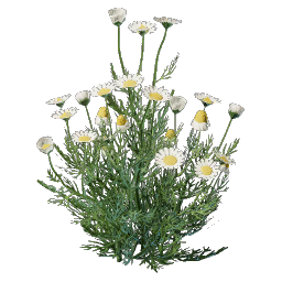 Chamomile Seedling