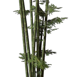 Bamboo Seedling