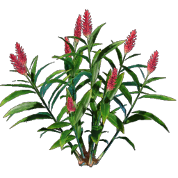 Ginger Seedling