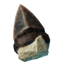 Dull Shark Tooth