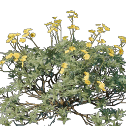 Kindlewastes Flower Seedling