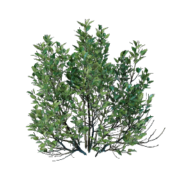 Shrub Seedling