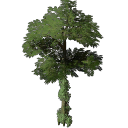 Hardwood Ash Tree Seedling