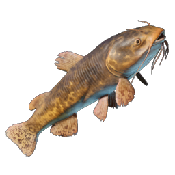 Whiskerfin