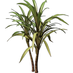 Sugar Cane Seedling