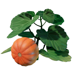 Pumpkin Seedling