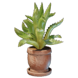 Aloe Plant