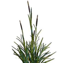 Cattail Seedling
