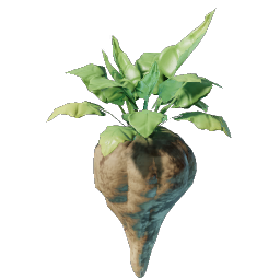 Beet Seedling