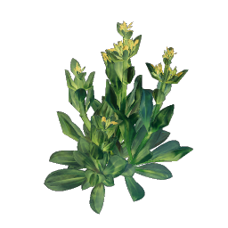 Gentian Seedling