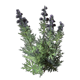 Wolfsbane Seedling