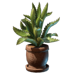 Aloe Plant