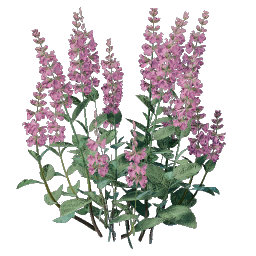 Sage Seedling
