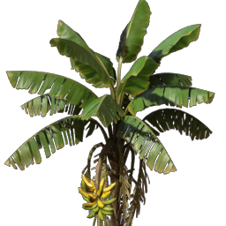Banana Seedling