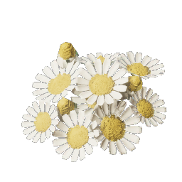 Chamomile