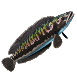 Stripetail