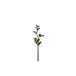 Revelwood Green Leaf Seedling