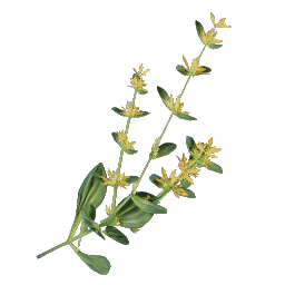 Gentian