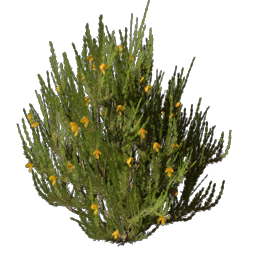 Rooibos Seedling