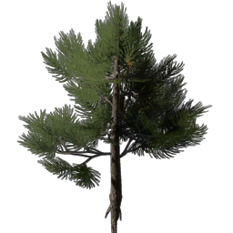 Conifer Tree Seedling