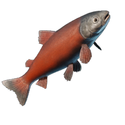 Crimsonback