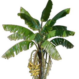 Banana Seedling