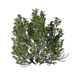Shrub Seedling