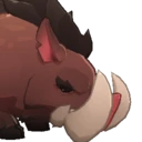 Boar