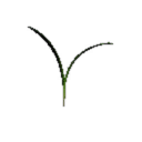 Grass