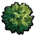 Pond Moss