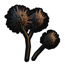 Bur Weed