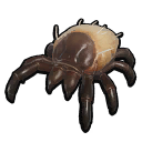 Tick