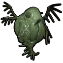 Spiny Water Flea