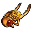 Water Boatman