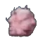 Tarax Seed
