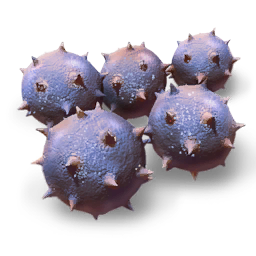 Coralion Egg