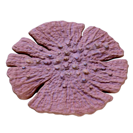 Coral Pad
